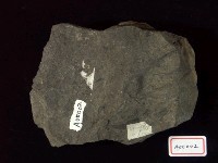 木化石藏品圖，第3張
